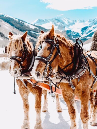 Zwei Pferde ziehen einen Schlitten durch die verschneite Landschaft. Im Hintergrund sind majestätische Berge zu sehen. | © Goglhof