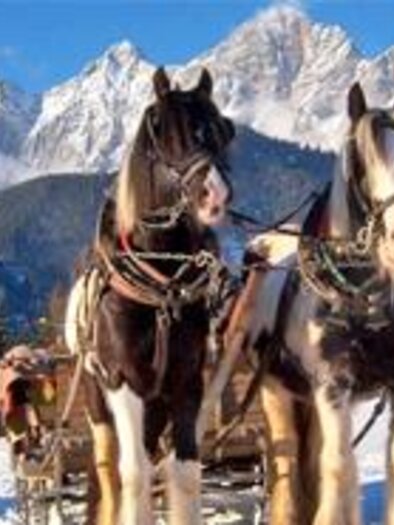 Zwei prächtige Pferde stehen vor schneebedeckten Bergen. Die Sonne scheint auf die winterliche Landschaft. | © Ortnerhof