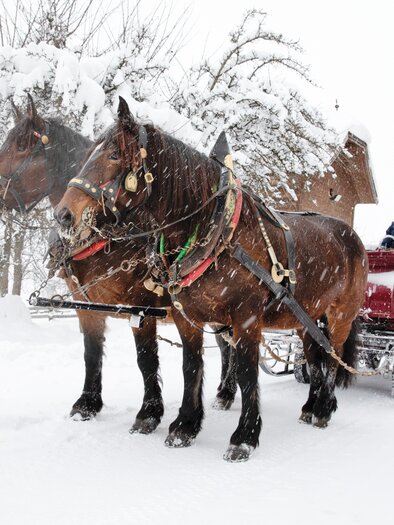 Two strong horses pull a snowy sled ride through a wintry landscape. In the background, snow-covered trees and huts can be seen. | © Peterbauerhof