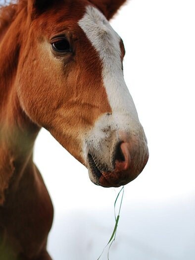 Ein Fohlen mit kastanienbraunem Fell steht im Freien. Es hat frisches Gras im Maul und blickt in die Kamera. | © Pexels Photo