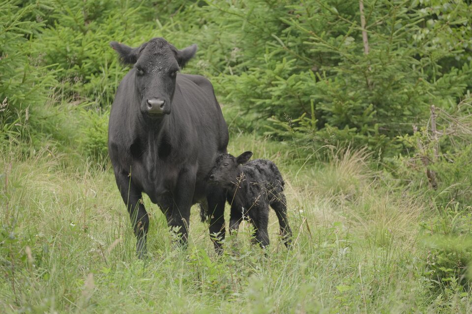 Poschhof - Impression #1 | © Posch Hof