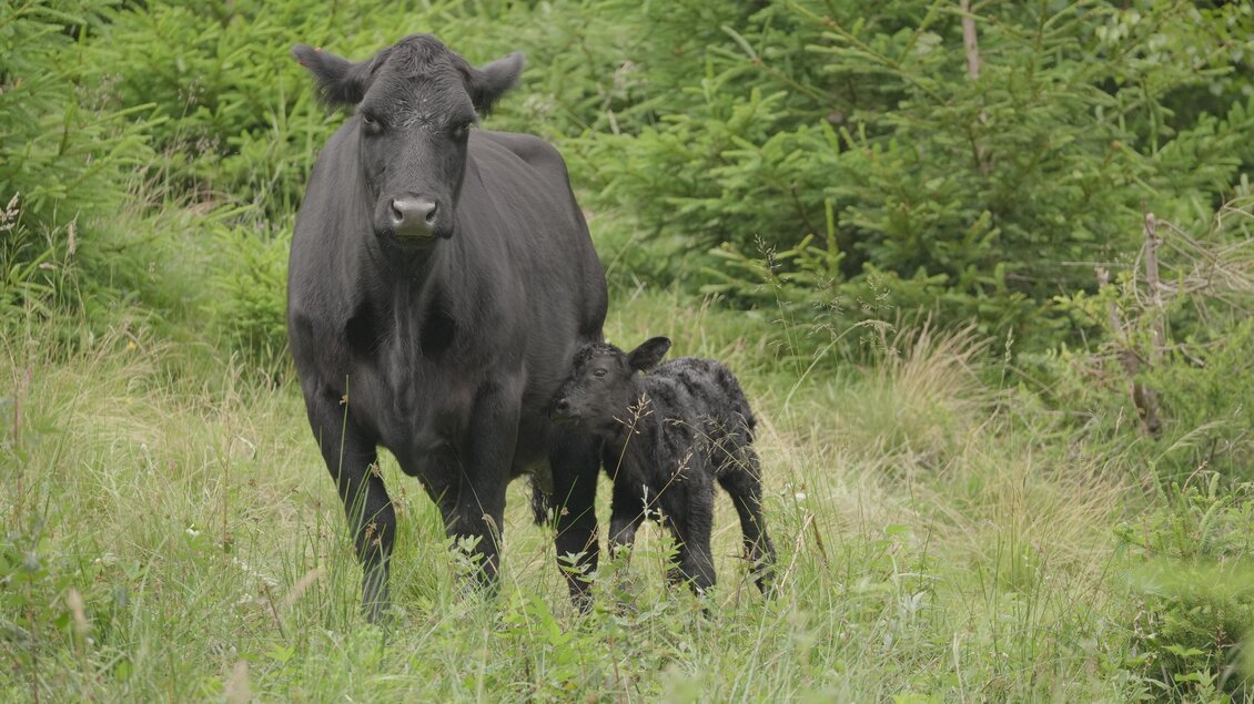 Eine schwarze Kuh steht auf einer Wiese und nähert sich ihrem Kalb. Im Hintergrund sind grüne Bäume sichtbar. | © Posch Hof