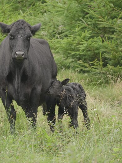 A black cow is standing in a meadow and approaching her calf. Green trees are visible in the background. | © Posch Hof