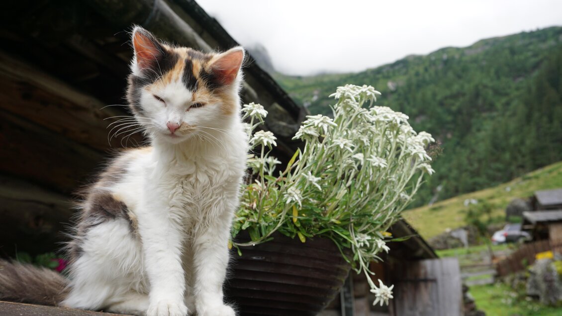 Eine süße Katze sitzt vor einer Pflanze mit weißen Blüten. Im Hintergrund sind grüne Berge und eine Hütte zu sehen. | © Naturpark Sölktäler