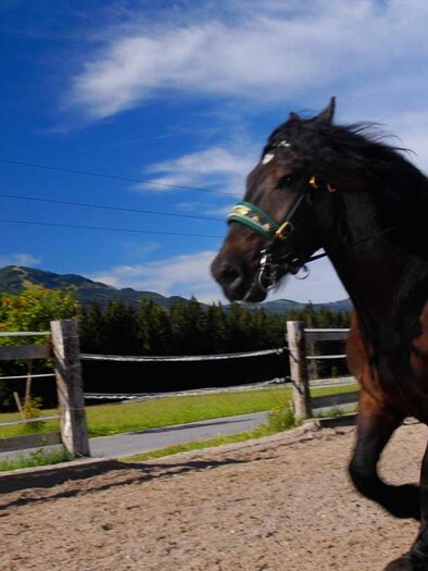 A person is riding a black horse in a natural environment. In the background, there are mountains and a blue sky visible. | © Zechmannhof