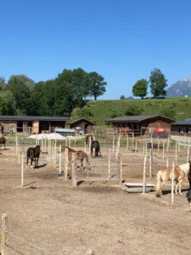 A riding school with several horses standing in a fenced area. In the background, houses and green trees as well as mountain landscapes are visible. | © Reitsportzentrum Dunner