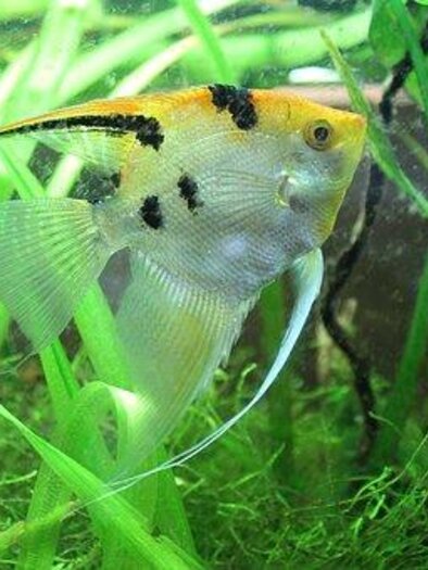 Ein schöner Fisch mit orangefarbenem Kopf und schwarzen Flecken schwimmt zwischen grünen Wasserpflanzen. Das Wasser ist klar und die Umgebung wirkt lebendig. | © Scalare-Zoofachgeschäft