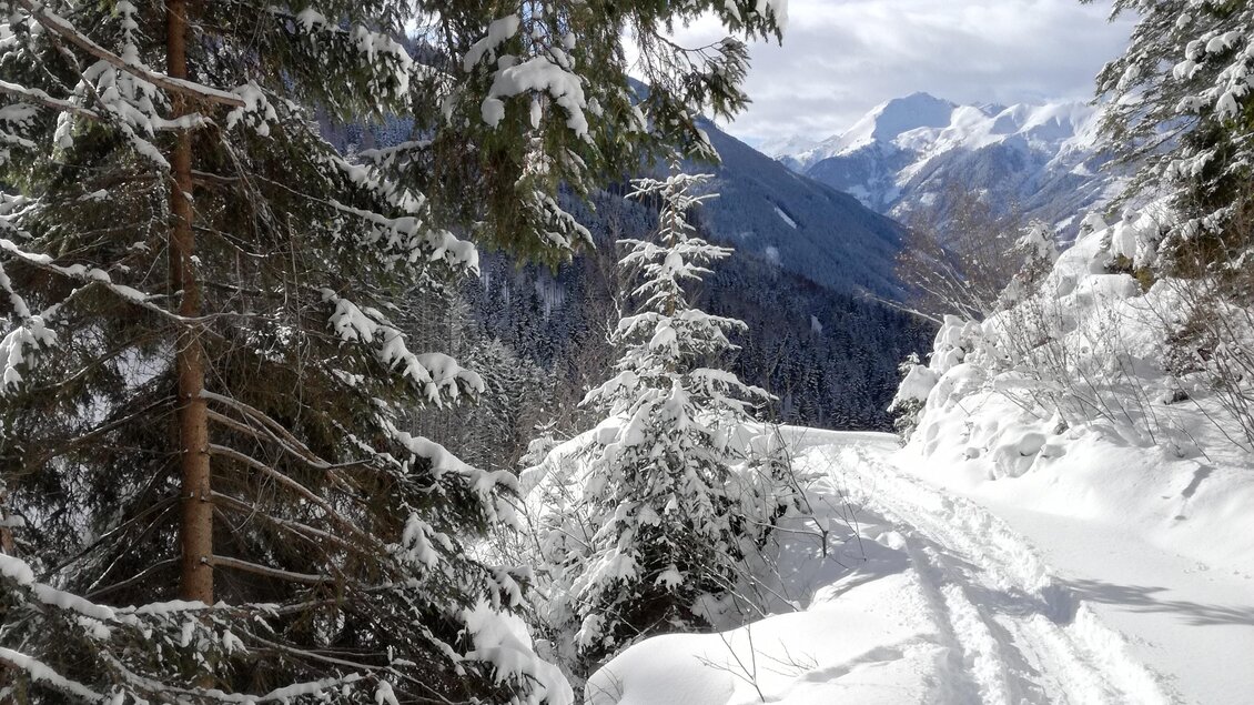 Eine verschneite Waldlandschaft mit hohen Tannen. Ein schmaler Weg führt durch die winterliche Szenerie unter einem klaren Himmel. | © Familie Brugger