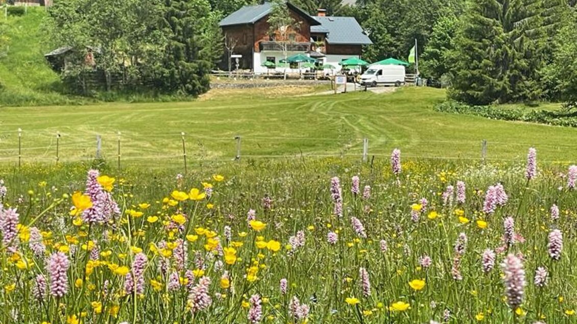 Eine malerische Wiese mit bunten Wildblumen und sanften Hügeln im Hintergrund. Im Vordergrund blühen rosa und gelbe Blumen, während ein Haus zwischen den Bäumen sichtbar ist. | © Spechtenseehütte