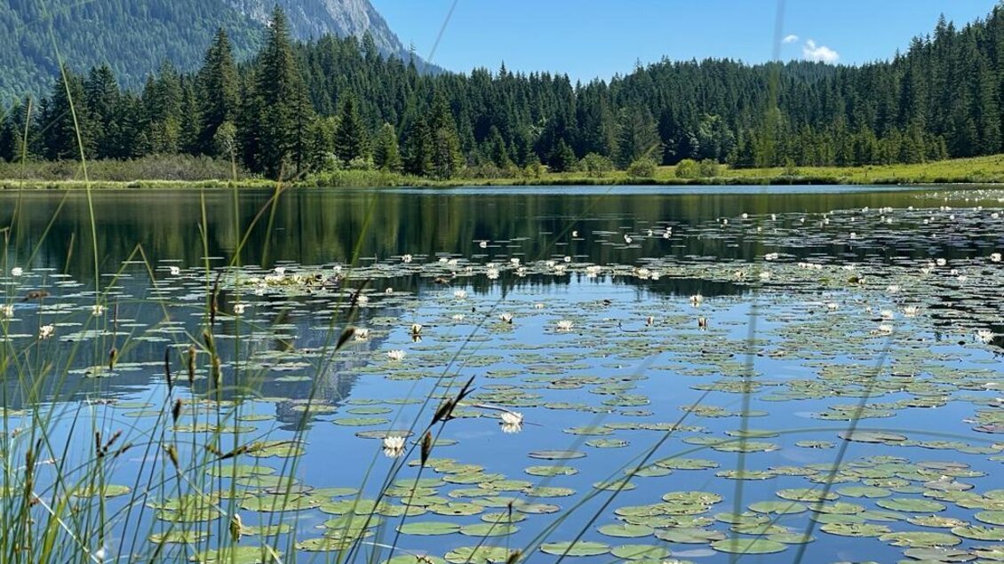 Ein ruhiger See mit Seerosen und klarem Wasser. Im Hintergrund erheben sich grüne Berge und Nadelbäume. | © Spechtenseehütte