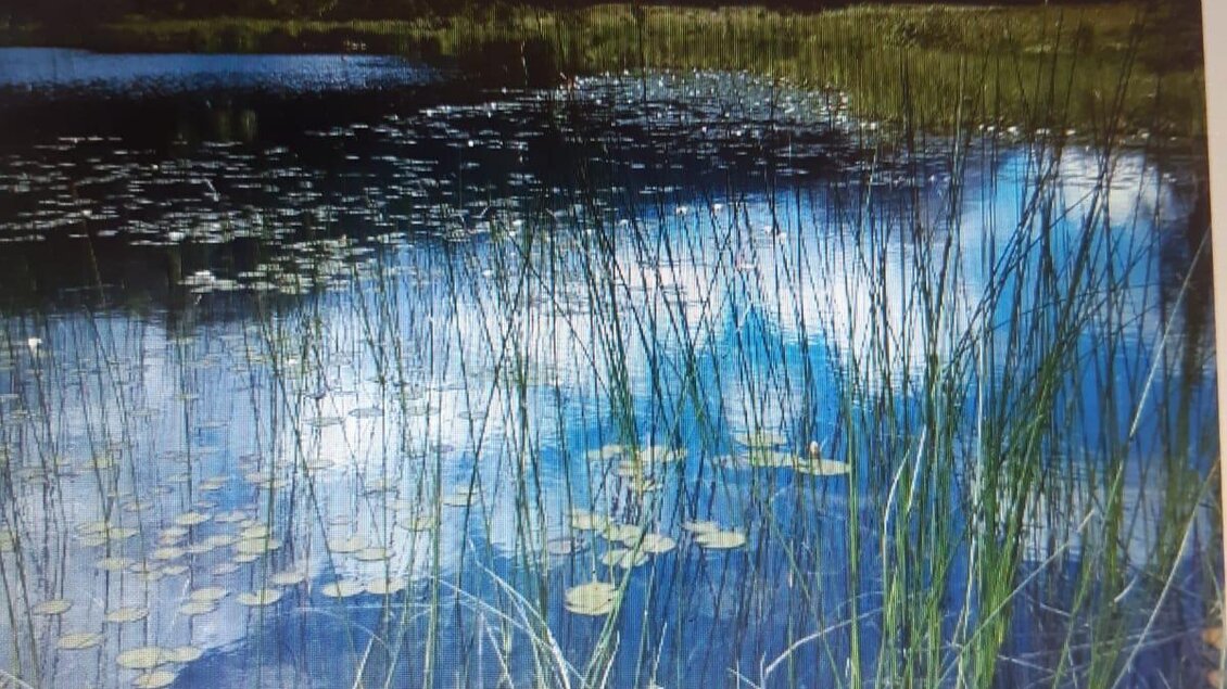 Ein schöner Teich mit Seerosen und hohem Gras. Im Hintergrund sind Berge und ein blauer Himmel mit einigen Wolken zu sehen. | © Spechtenseehütte