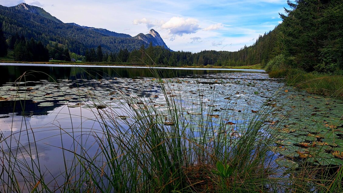 Ein ruhiger See umgeben von Bergen und Wäldern. Wasserpflanzen und sanfte Gräser säumen das Ufer. | © Spechtenseehütte
