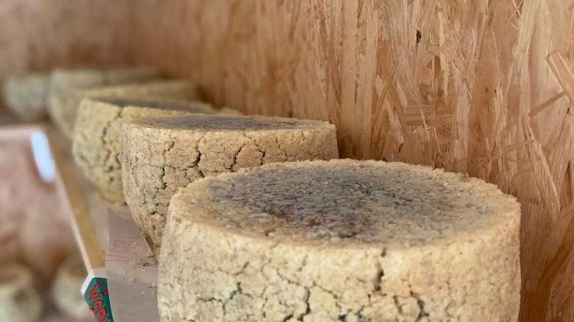 Eine Reihe von runden Käselaiben auf einem Regal. Die Käse haben eine brüchige Oberfläche und sind unterschiedlich groß. | © Walhornalm