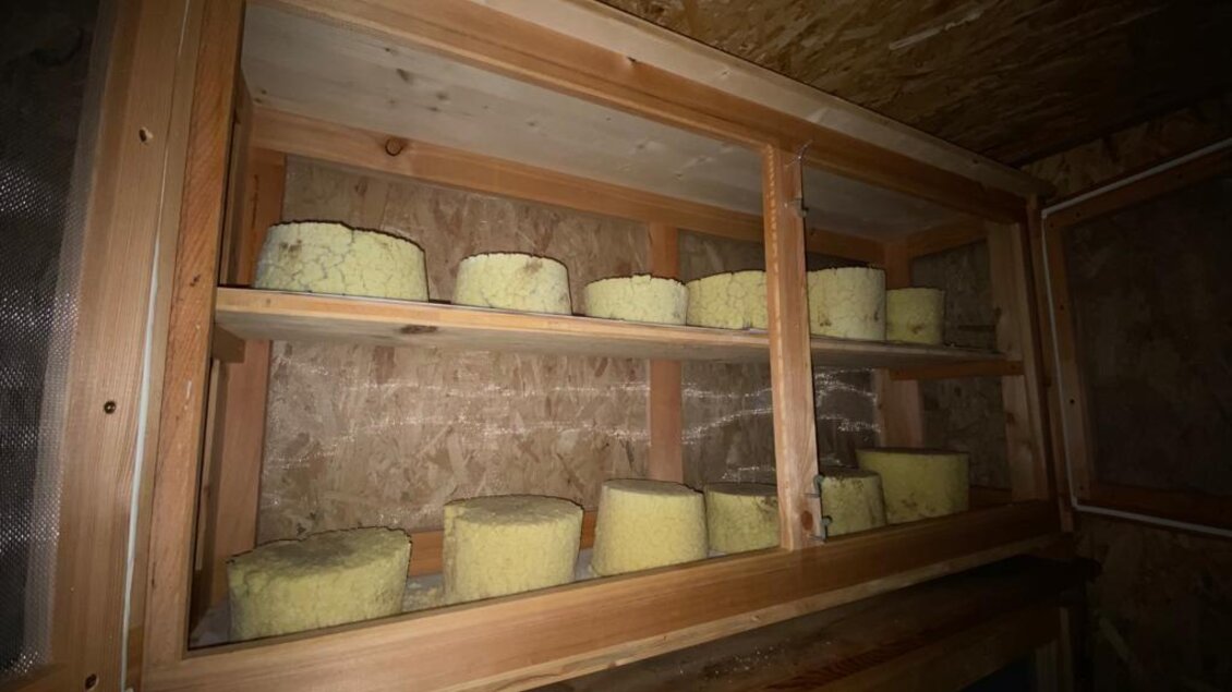 Ein Holzregal mit mehreren Käselaiben in einer dunklen Kammer. Die Käselaibe sind rund und gelblich. | © Walhornalm