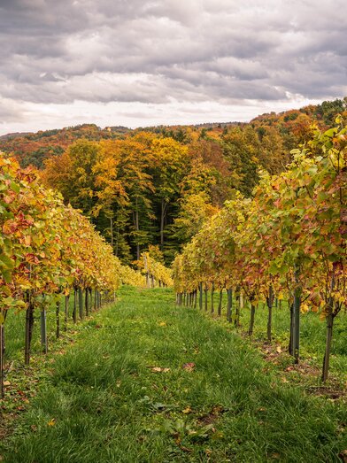 Weinbau Regina Dietrich_15 | Weinbau Dietrich