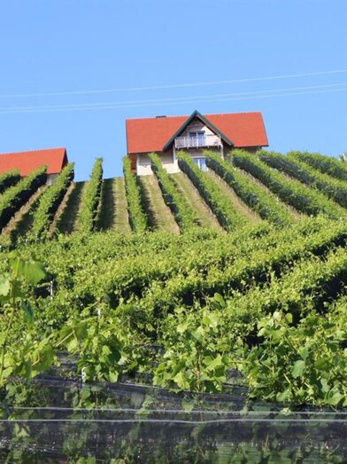 Weingartenhaus Teltscher Ansicht | © Weingartenhaus Teltscher | Andreas Teltscher | Andreas Teltscher | © Weingartenhaus Teltscher | Andreas Teltscher