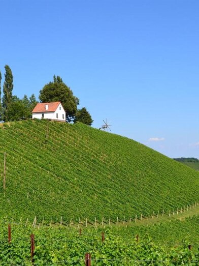 Weingut Adam-Schererkogl_ | © Weingut Adam-Schererkogl Buschenschank | © Weingut Adam-Schererkogl Buschenschank