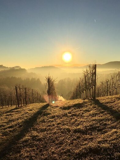 Weingut Gamser Sonnenaufgang | © Weingut  Gamser | Fam. Gamser | Fam. Gamser | © Weingut  Gamser | Fam. Gamser